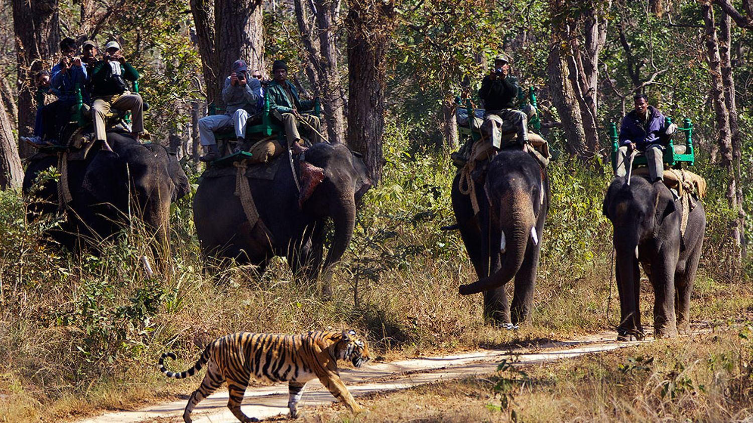 Ekoturism – den vilda tigerns räddning