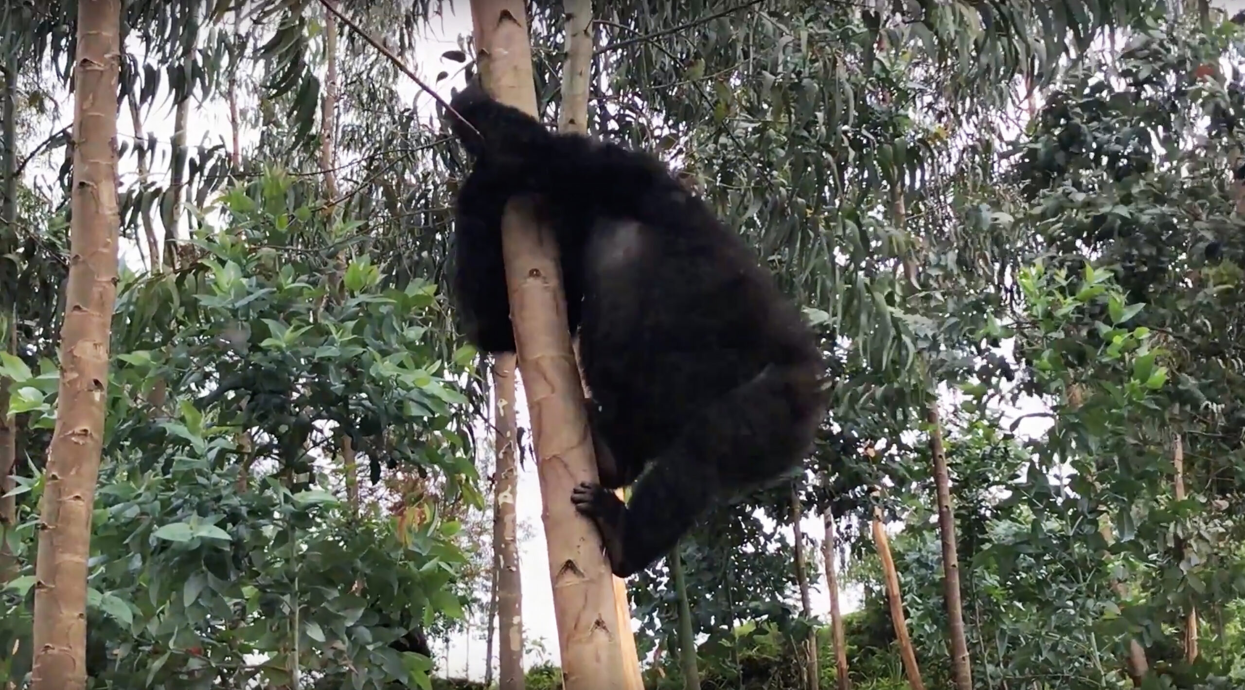 Innovation och nytänkande i Afrikas hjärta