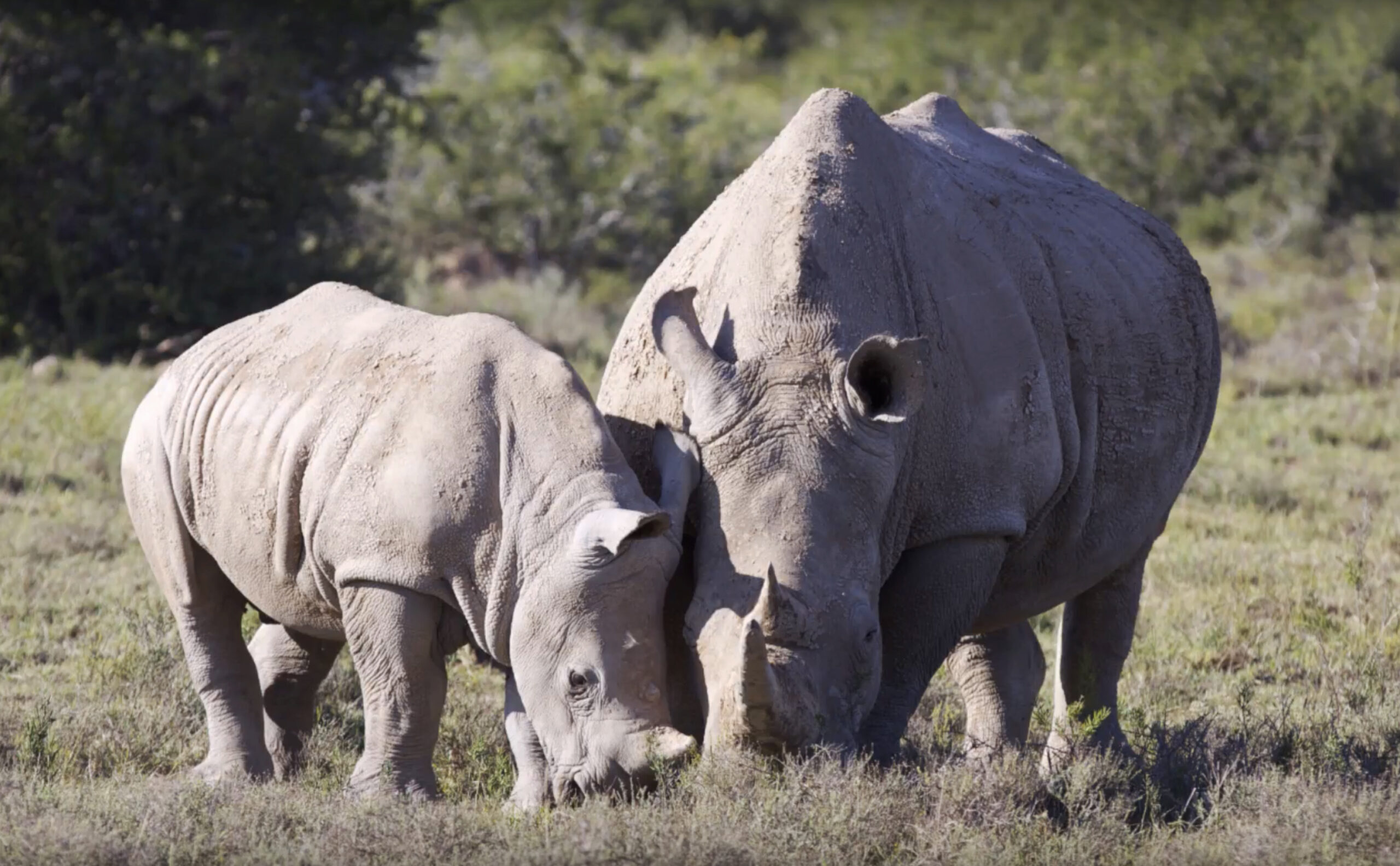 Map Ives, Botswanas nationella noshörningssamordnare